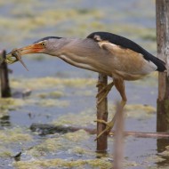 maschio con preda, Venezia, 5.06.2009