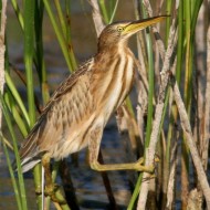 giovane, Venezia, 16.08.2007