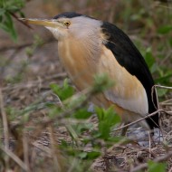 maschio, Vallesina (VE), 16.04.2010