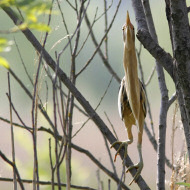 individuo in posizione di mimetizzazione, maggio