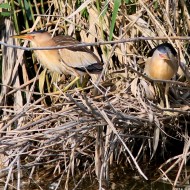 coppia (maschio a ds, femmina a sn), Torre di Fine (VE), 14.05.2016