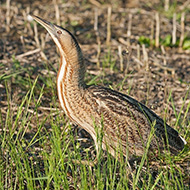 adulto, Oasi Brus� (VR), 6.04.2015