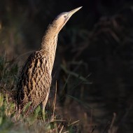 adulto, Valle Grassab� (VE), 30.10.2010