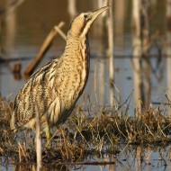 adulto, Valle Paliaga (VE), 26.2.2011