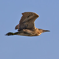 adulto, Peschiera del Garda (VR), 21.02.2012