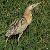 adulto, Brussa (VE), 25.02.2011