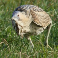 adulto, Sacca di Scardovari (RO), 6.02.2016