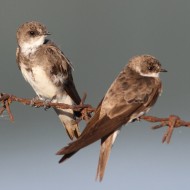 adulti, Delta del Po (RO), 17.08.2013