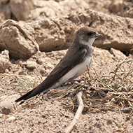 adulto, Ronco all'Adige (VR), 27.05.2007