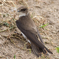adulto, Ronco all'Adige (VR), 27.05.2007