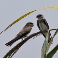 adulto (a ds) e giovane, agosto