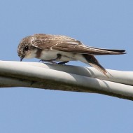 giovane, Millepertiche (VE), 20.08.2016