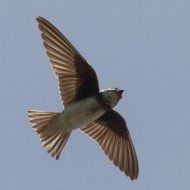 adulto, Caorle (VE), 25.08.2012