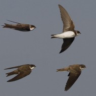 collage di immagini di adulto, Mestre (VE), 17.05.2011