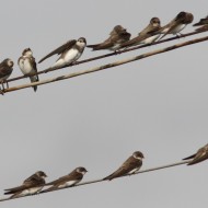 gruppo, Delta del Po (RO), 1.09.2012