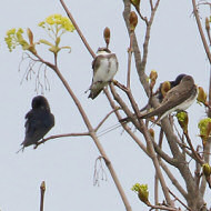 adulti con rondini, Mestre (VE), 6.04.2019