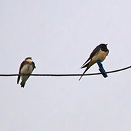 adulto (a sn) con rondine, aprile