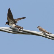 giovane (a ds) con rondine, Millepertiche (VE), 20.08.2016