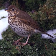 adulto, Verona, 15.12.2012