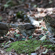 adulto e pulli, agosto