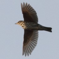 adulto, Favaro Veneto (VE), 1.04.2011