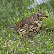adulto, Val di Zoldo (BL), 16.06.2019