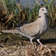 adulto, Vallesina (VE), 24.08.2011