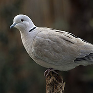 adulto, Verona, 9.11.2017