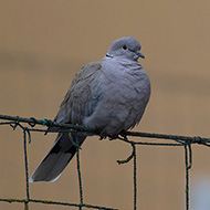 adulto, Verona, 1.01.2019