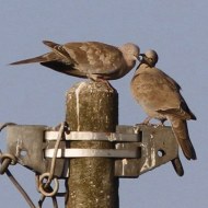adulti, Vallesina (VE), 5.08.2011