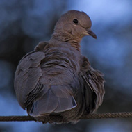 giovane, Verona, 2.04.2015