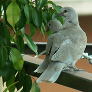 giovani, Verona, 3.07.2012