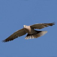 adulto, bassa veronese (VR), 16.06.2013