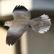 adulto, Favaro Veneto (VE), 13.04.2015