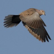 adulto, Favaro Veneto (VE), 10.04.2014