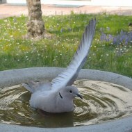 adulto, Favaro Veneto (VE), 5.04.2017