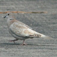 adulto leucistico, Rosolina (RO), 24.03.2007
