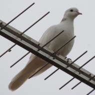 adulto albino, novembre