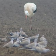 gruppo con cicogna bianca, Jesolo Lido (VE), 21.11.2015