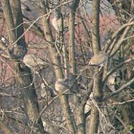 <i>roost</i> con cornacchia grigia, Tessera (VE), 6.01.2006