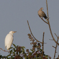 adulto (al centro) con tortora selvatica e garzetta