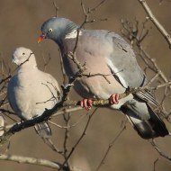 adulto con colombaccio, Valle Morosina (PD), 12.01.2016