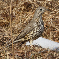 adulto, Nevegal (BL), 16.02.2019