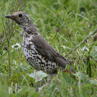 adulto, Misurina (BL), 18.06.2018