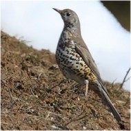 adulto, Novezzina - Monte Baldo (VR), 21.03.2009