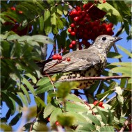 adulto, Monte Pizzoc (TV), 10.09.2015