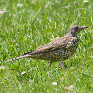 adulto, Misurina (BL), 9.07.2016