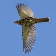 adulto, Cansiglio (TV), 24.10.2015