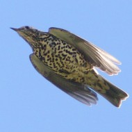 adulto, Cansiglio (TV), 24.10.2015