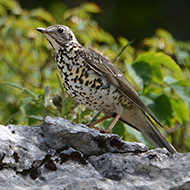 adulto, Erbezzzo (VR), 2.08.2016